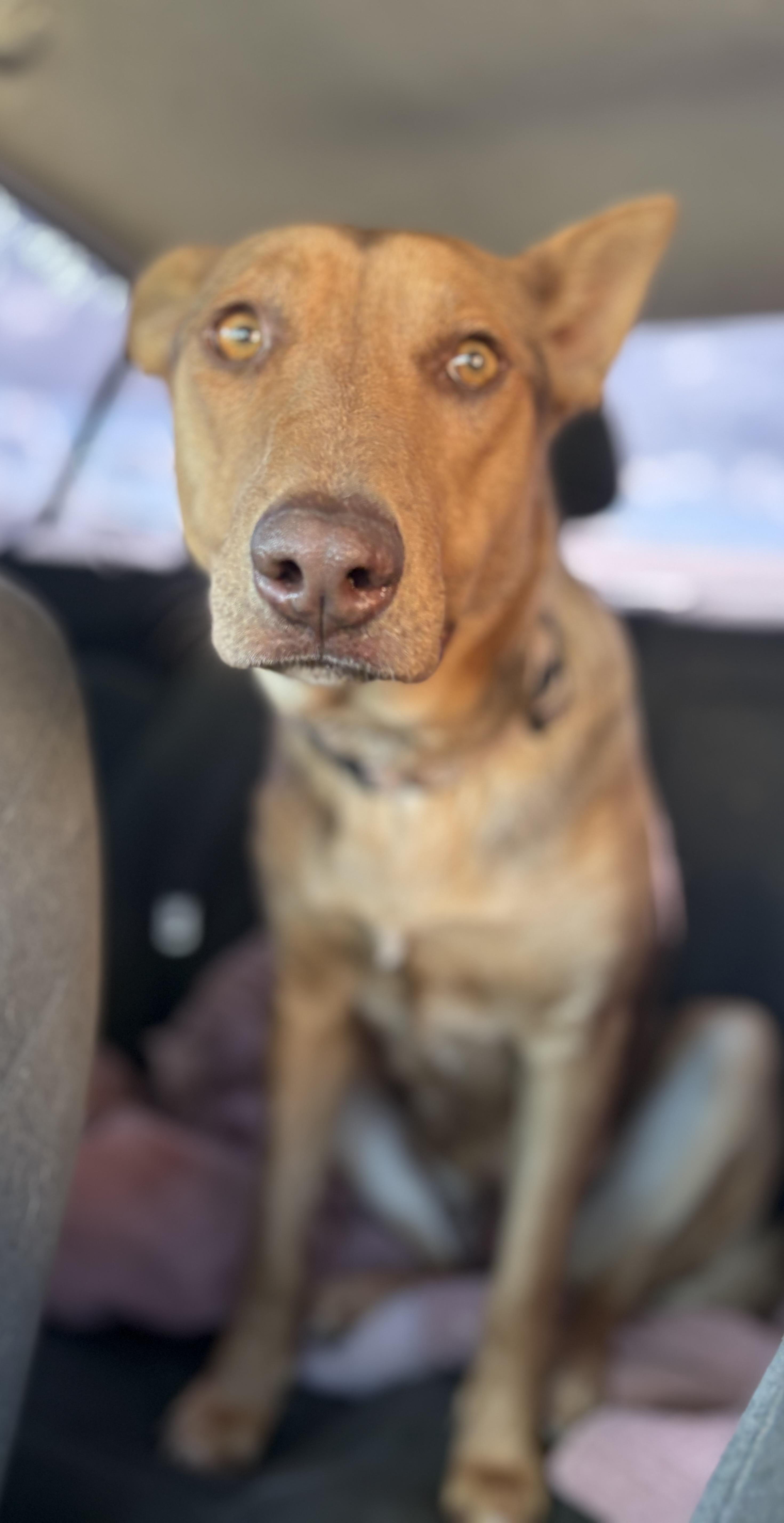 NALA, adopted, Young Female German Shepherd Dog.