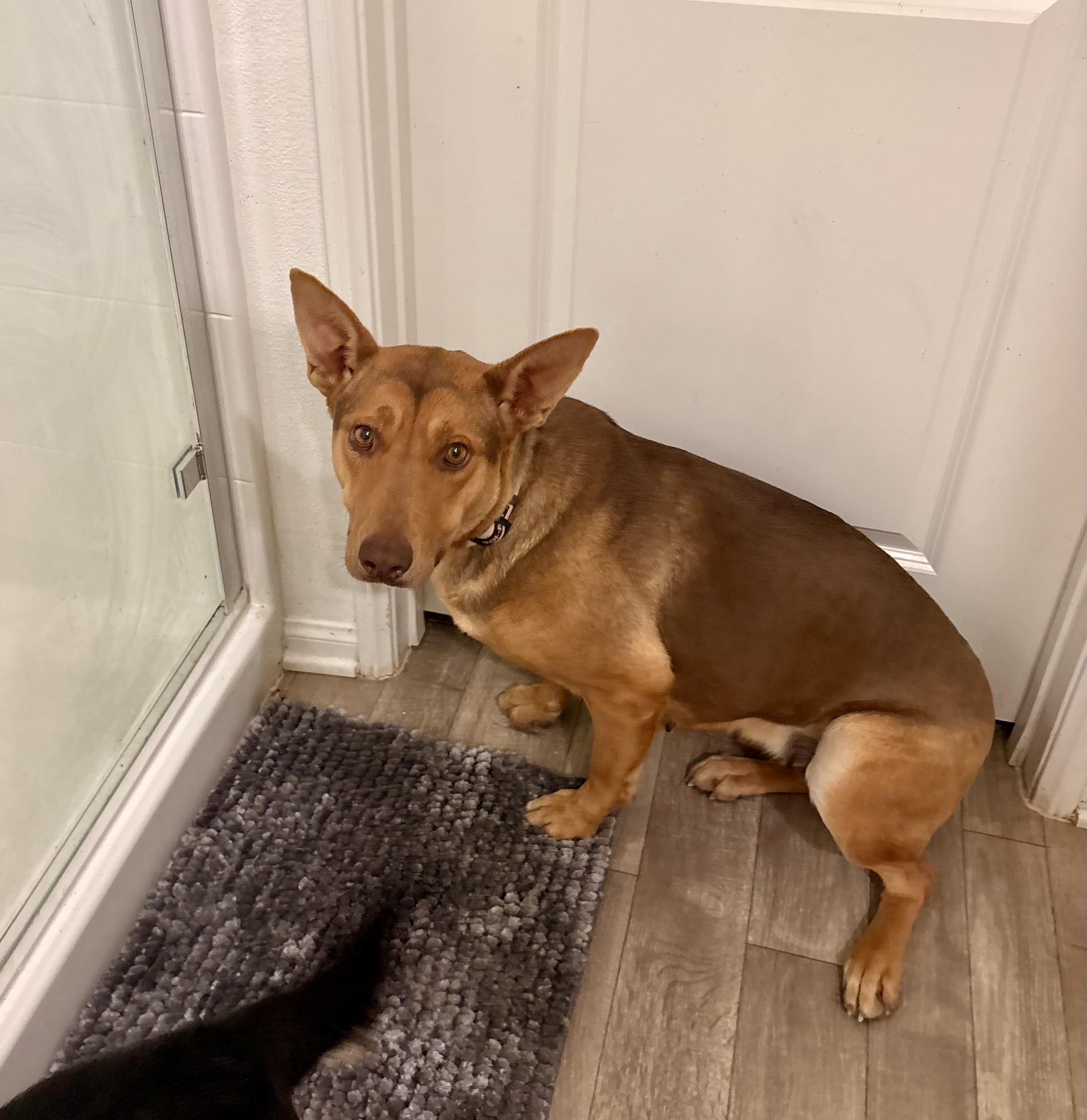 Enlarge NALA, an adopted German Shepherd Dog in Graham , WA image 3/5