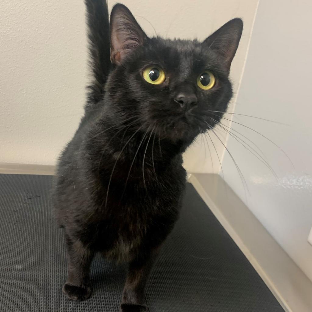 Enlarge Ella, a Adoptable Domestic Short Hair in Great Falls, MT image 1/6