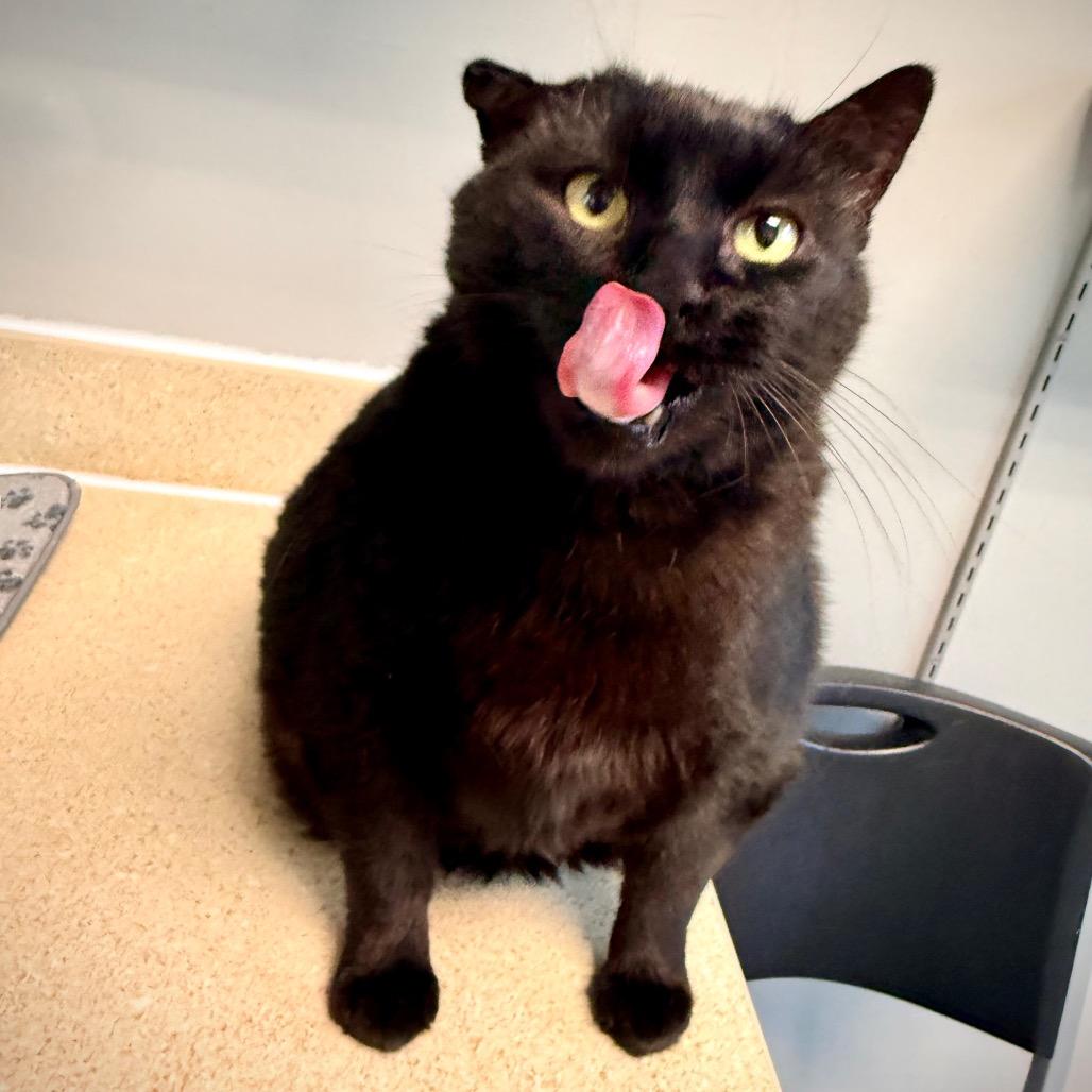 Enlarge Ella, a Adoptable Domestic Short Hair in Great Falls, MT image 3/6