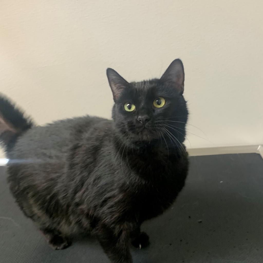 Enlarge Ella, a Adoptable Domestic Short Hair in Great Falls, MT image 4/6