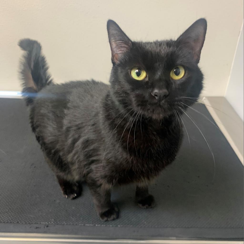 Enlarge Ella, a Adoptable Domestic Short Hair in Great Falls, MT image 5/6