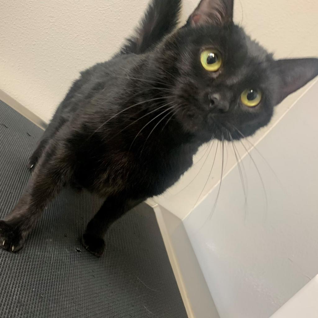 Enlarge Ella, a Adoptable Domestic Short Hair in Great Falls, MT image 6/6