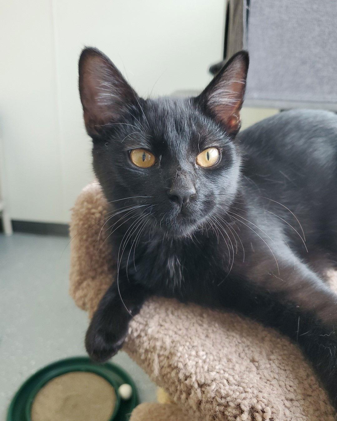 Poppy, Adoptable, Kitten Female Domestic Short Hair.