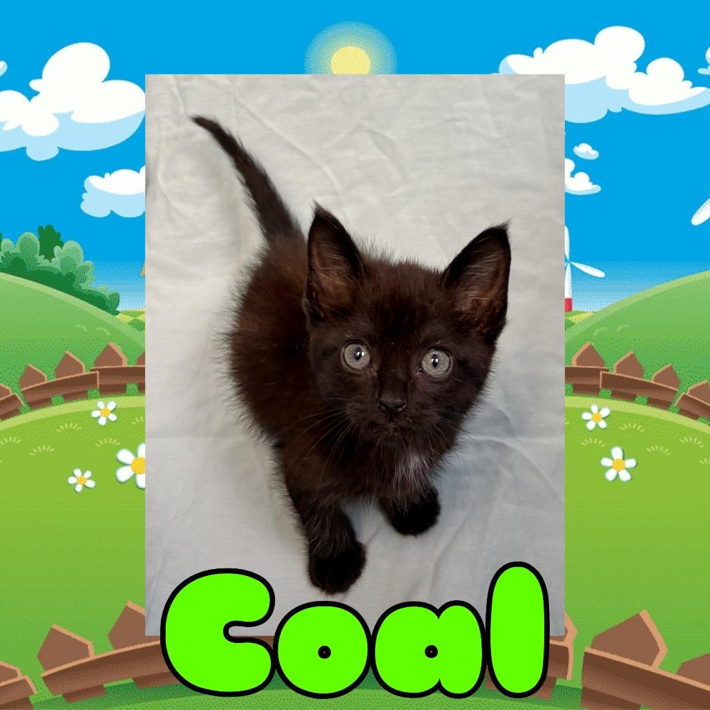 Coal, Adoptable, Kitten Male Domestic Short Hair.