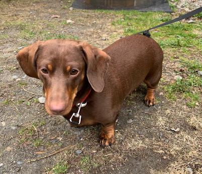 Enlarge Harper, an adopted Dachshund in Stanstead, QC image 2/3