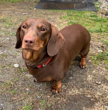 Harper, adopted, Young Female Dachshund.