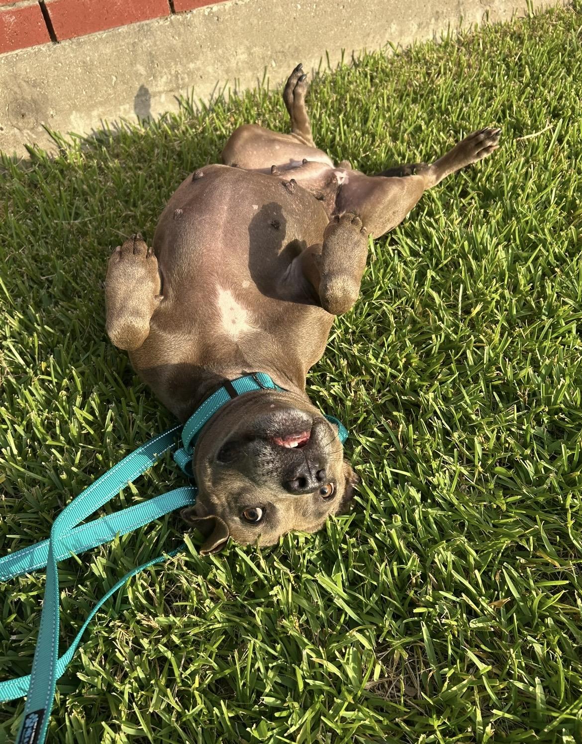 Enlarge Princess, a Adoptable mixed breed in Bellingham, WA image 3/6