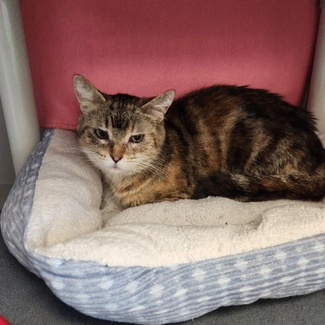 AERIE, Adoptable, Adult Female Domestic Short Hair.