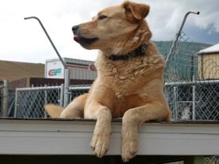 Dodger, an adoptable Yellow Labrador Retriever, Golden Retriever in Anaconda, MT, 59711 | Photo Image 3