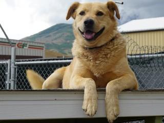 Dodger, an adoptable Yellow Labrador Retriever, Golden Retriever in Anaconda, MT, 59711 | Photo Image 4