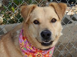 Dodger, an adoptable Yellow Labrador Retriever, Golden Retriever in Anaconda, MT, 59711 | Photo Image 1