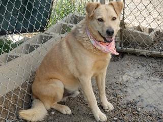 Dodger, an adoptable Yellow Labrador Retriever, Golden Retriever in Anaconda, MT, 59711 | Photo Image 5