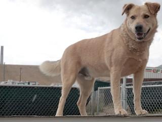 Dodger, an adoptable Yellow Labrador Retriever, Golden Retriever in Anaconda, MT, 59711 | Photo Image 2