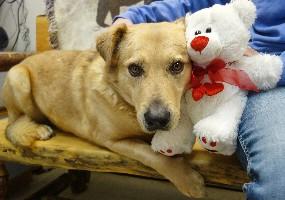 Dodger, an adoptable Yellow Labrador Retriever, Golden Retriever in Anaconda, MT, 59711 | Photo Image 6