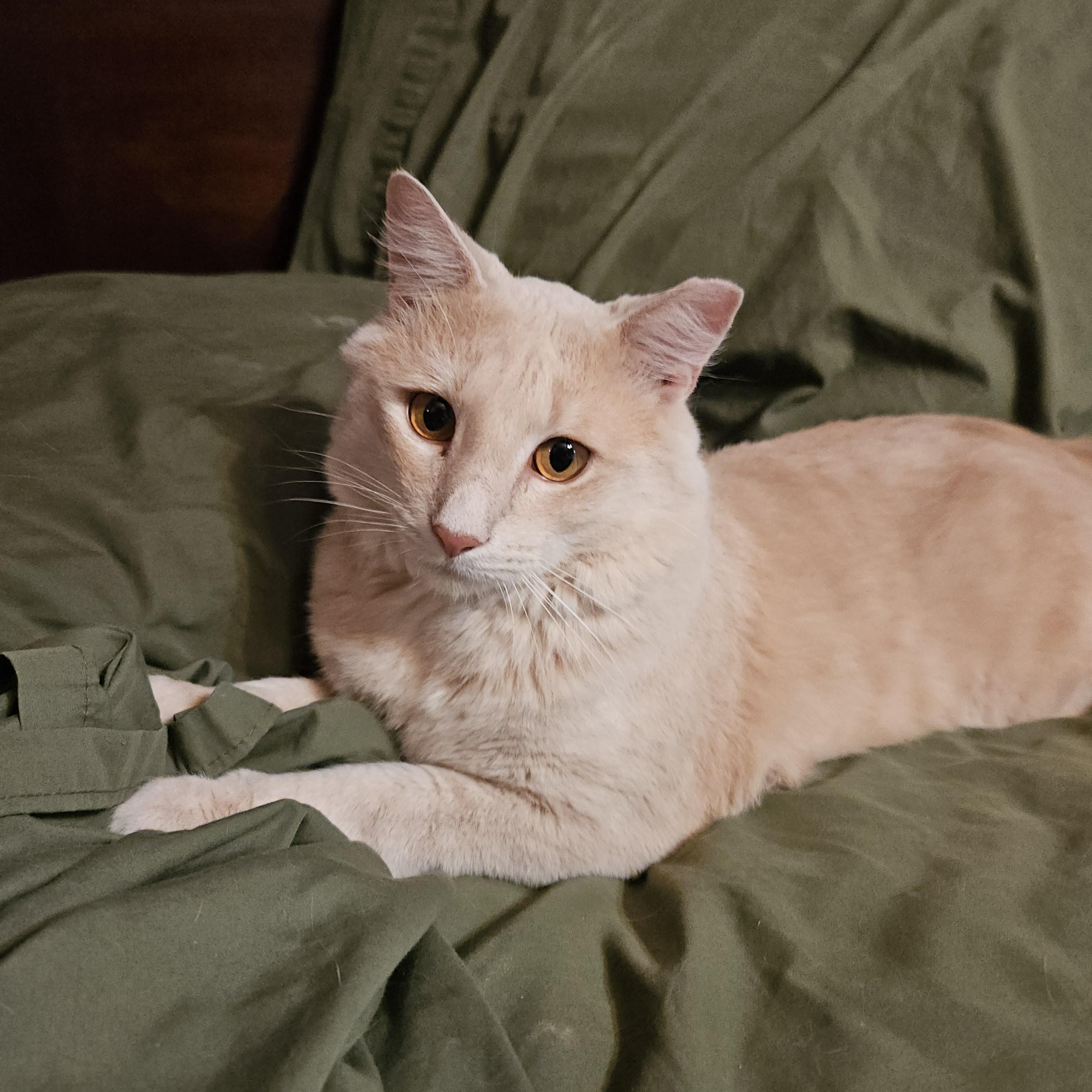 Enlarge Marley, a Adoptable Domestic Medium Hair in Atlanta, GA image 1/5