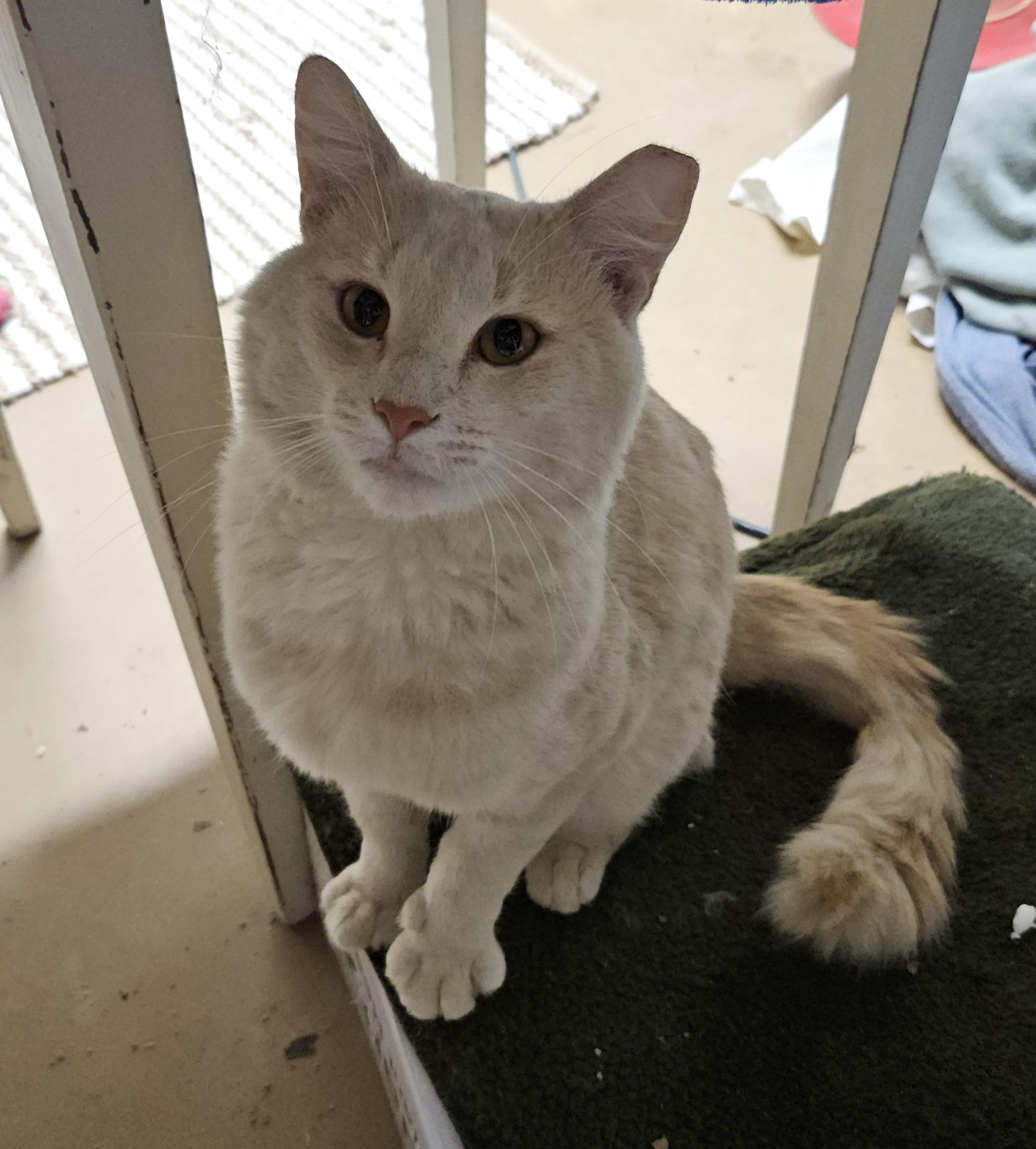 Enlarge Marley, a Adoptable Domestic Medium Hair in Atlanta, GA image 2/5