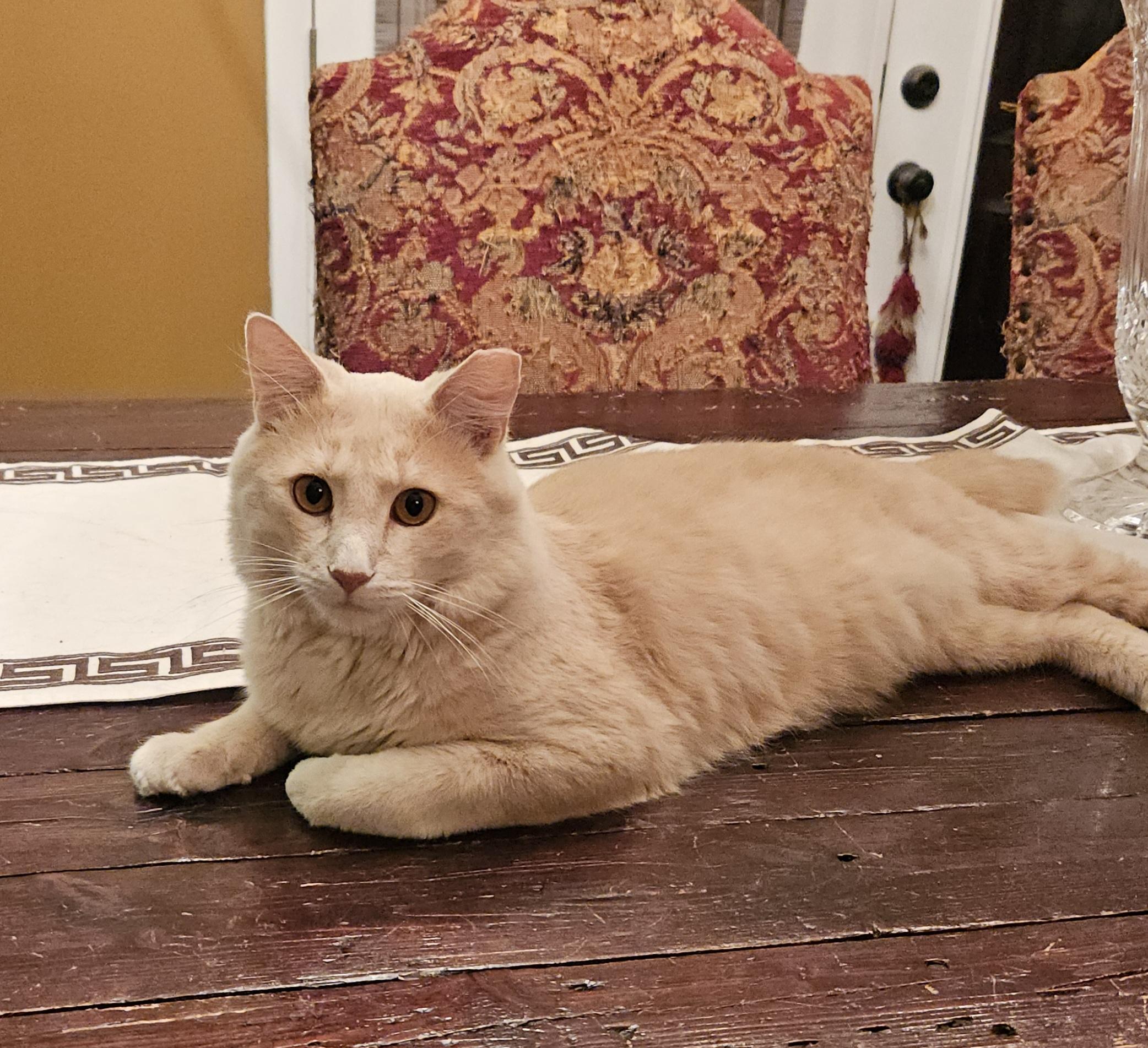 Enlarge Marley, a Adoptable Domestic Medium Hair in Atlanta, GA image 3/5