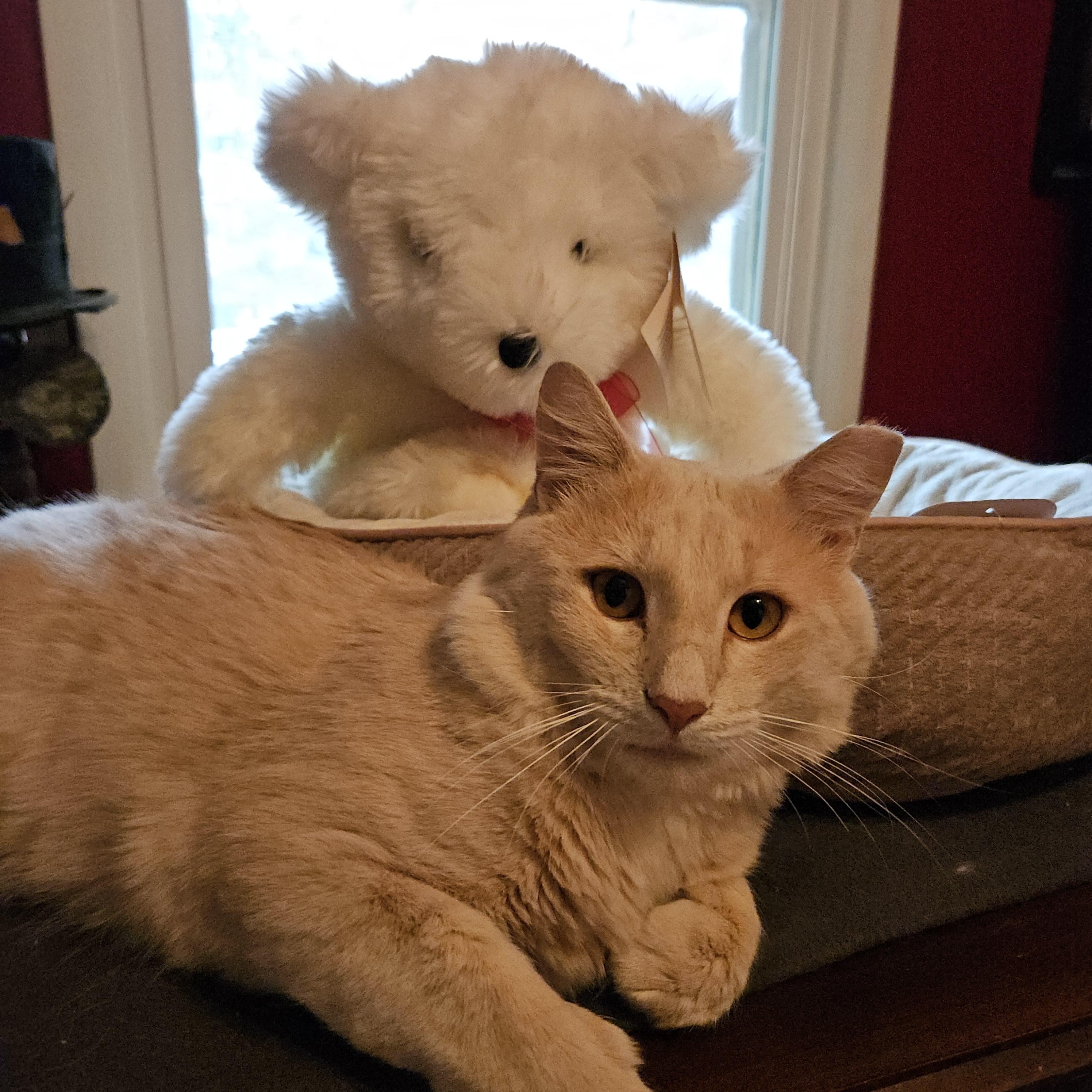 Enlarge Marley, a Adoptable Domestic Medium Hair in Atlanta, GA image 5/5