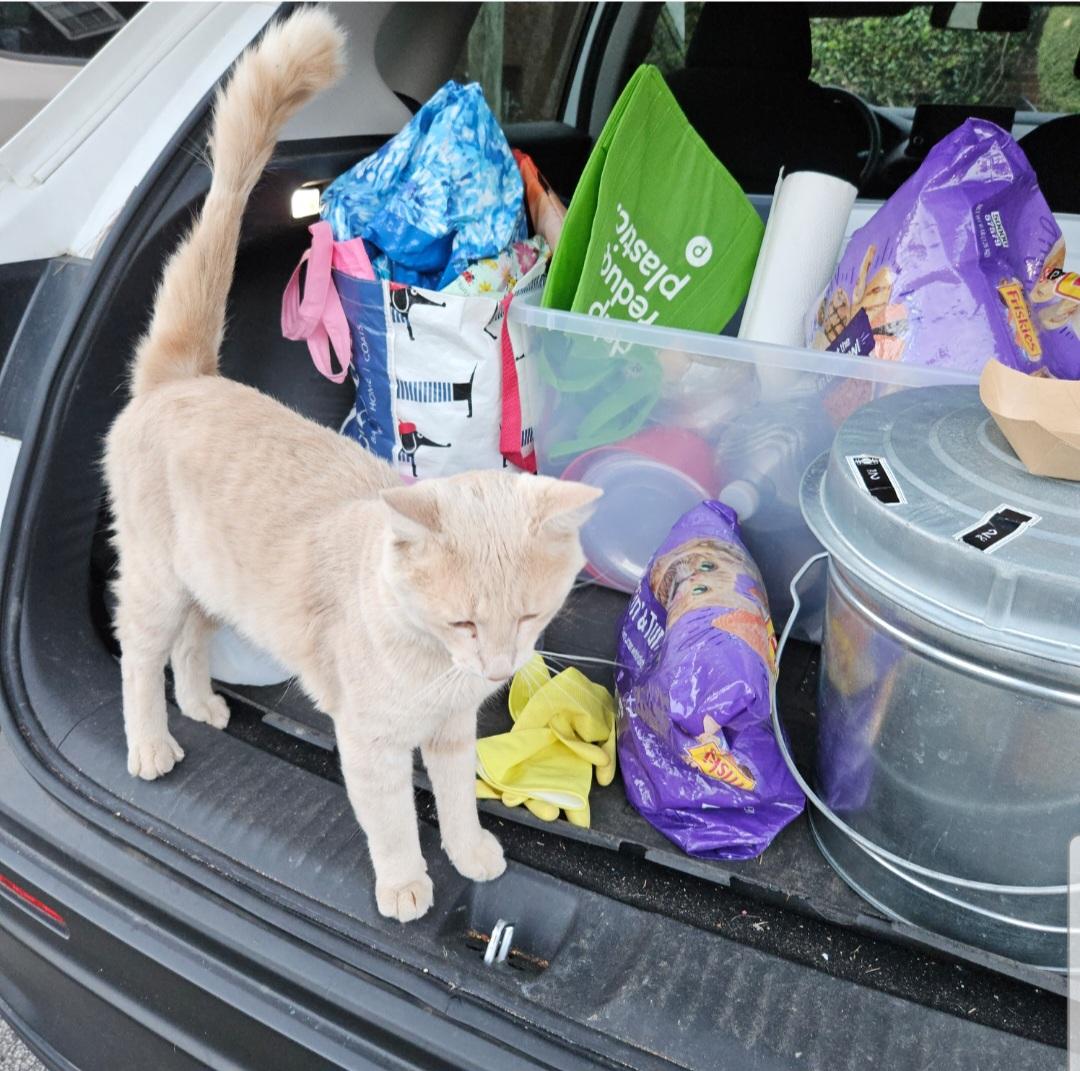 Enlarge Marley, a Adoptable Domestic Medium Hair in Atlanta, GA image 4/5