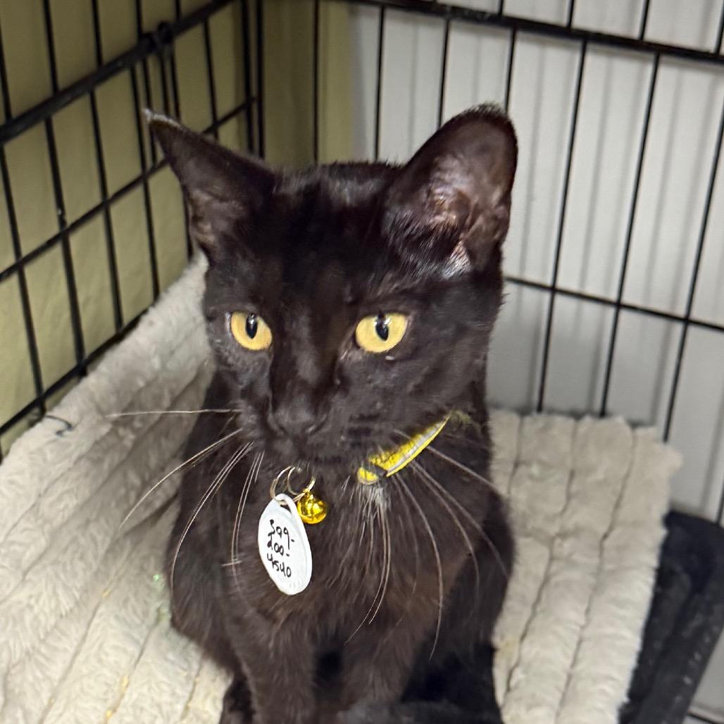 Whitney, Adoptable, Adult Female Domestic Short Hair.