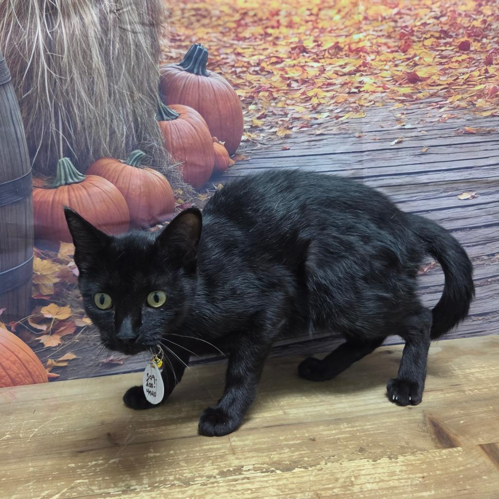 Enlarge Whitney, a Adoptable Domestic Short Hair in Normal, IL image 2/5