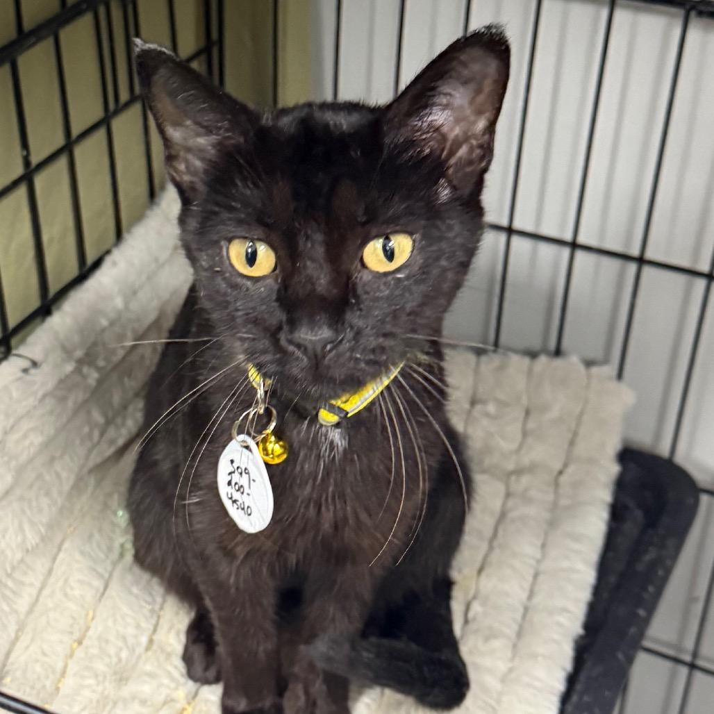 Enlarge Whitney, a Adoptable Domestic Short Hair in Normal, IL image 3/5