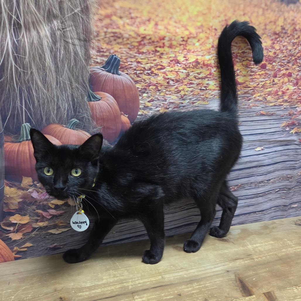 Enlarge Whitney, a Adoptable Domestic Short Hair in Normal, IL image 4/5