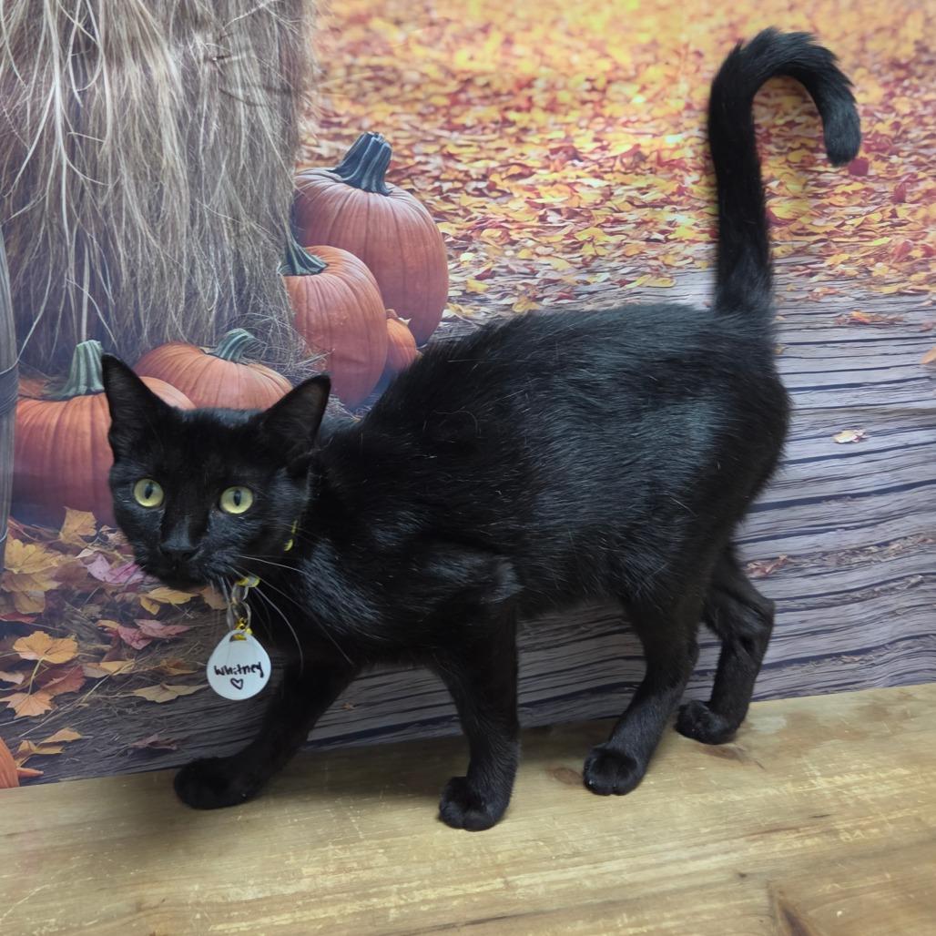Enlarge Whitney, a Adoptable Domestic Short Hair in Normal, IL image 5/5