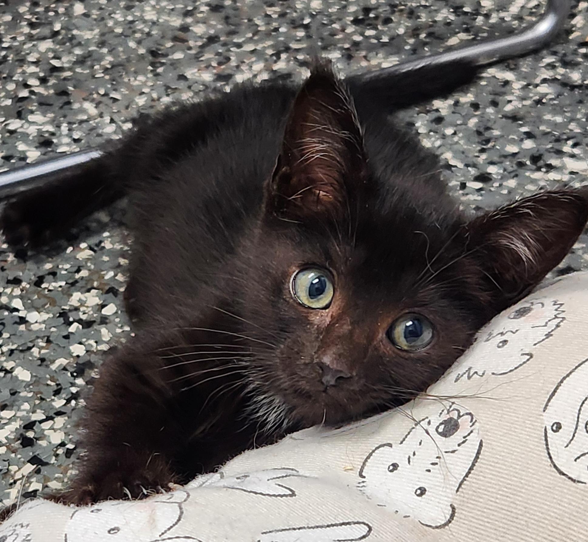 May, a ADOPTABLE mixed breed in Siloam Springs, AR image 1/3