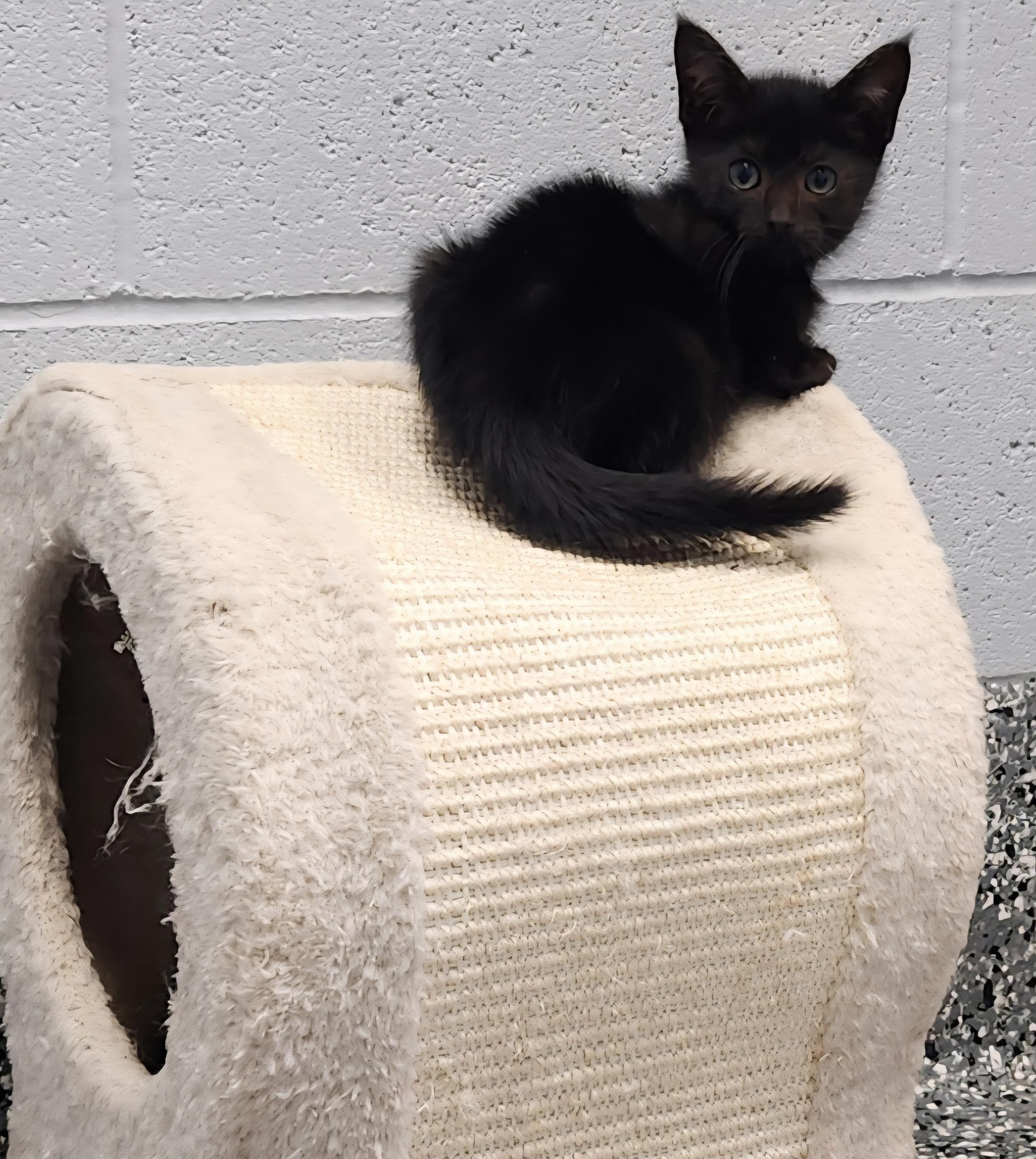 May, a ADOPTABLE mixed breed in Siloam Springs, AR image 3/3
