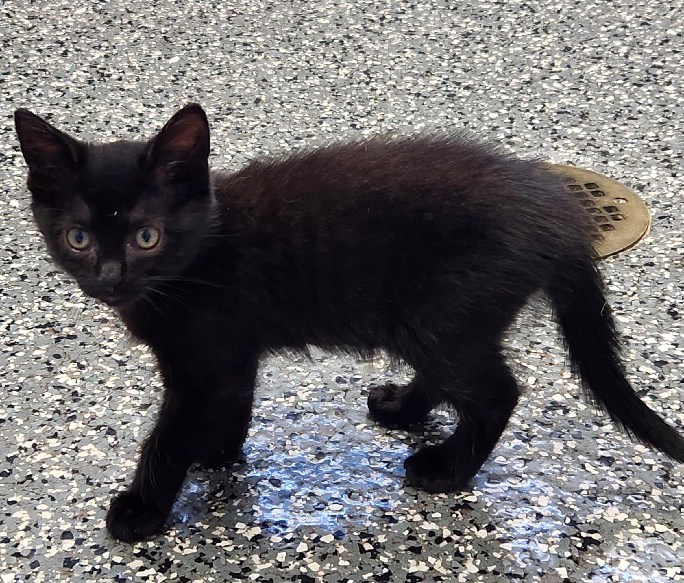 May, a ADOPTABLE mixed breed in Siloam Springs, AR image 2/3
