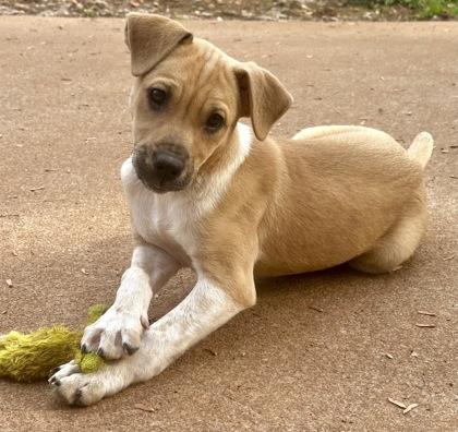 Enlarge Mimosa, a Adoptable mixed breed in Wilkesboro, NC image 1/2