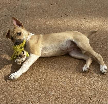 Enlarge Mimosa, a Adoptable mixed breed in Wilkesboro, NC image 2/2