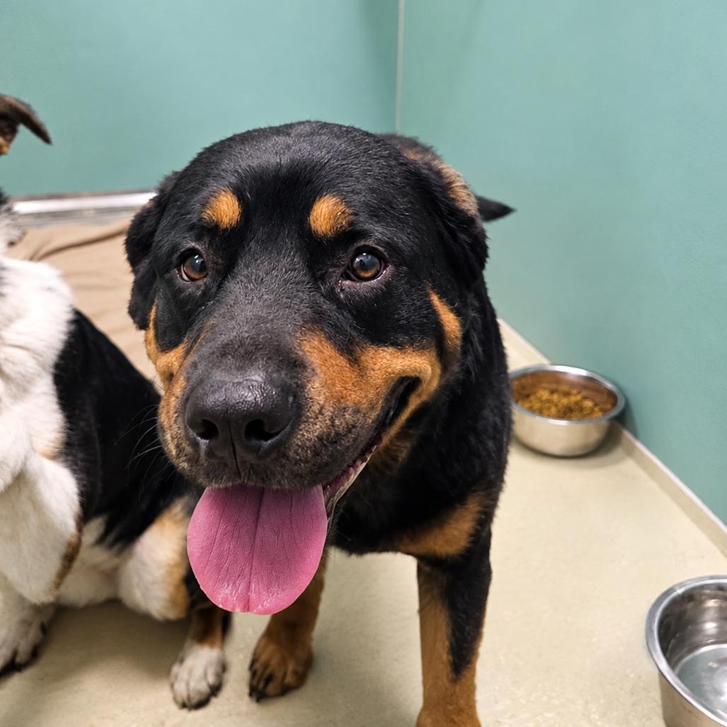 Enlarge BHSI-Stray-5162(Wiley), a Adoptable Rottweiler in International Falls, MN image 1/1