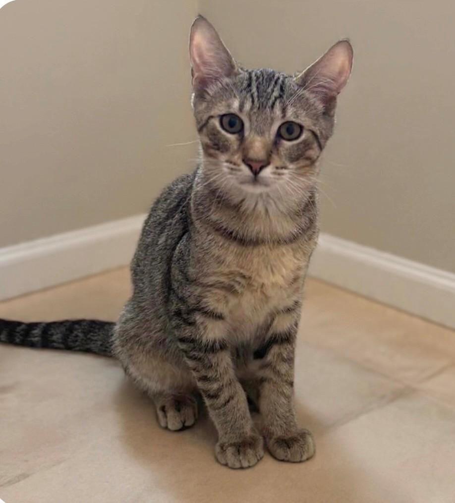 Enlarge Eddie, a ADOPTABLE Domestic Short Hair in DELRAY Beach, FL image 1/1