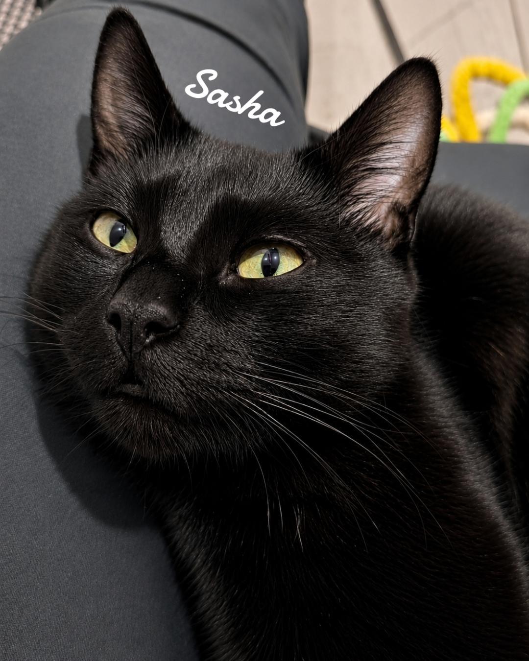 Enlarge Sasha, a Adoptable Domestic Short Hair in Naugatuck, CT image 1/2