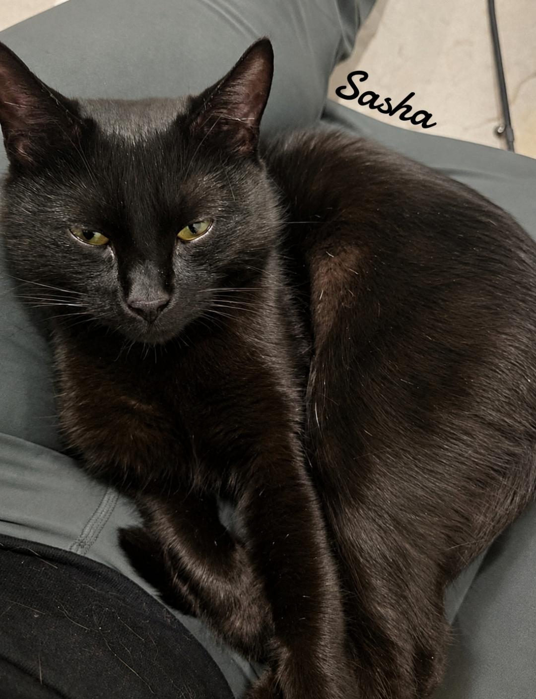 Enlarge Sasha, a Adoptable Domestic Short Hair in Naugatuck, CT image 2/2
