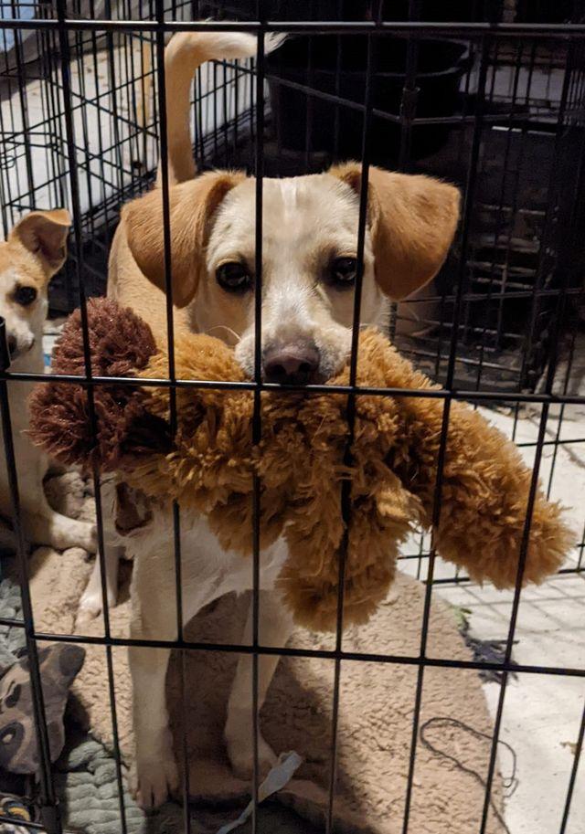 Enlarge Bailey, a Adoptable mixed breed in Cottonwood, CA image 2/6