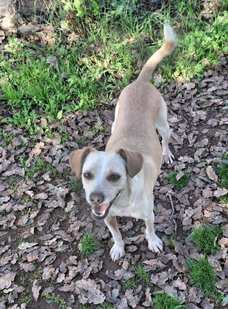 Enlarge Bailey, a Adoptable mixed breed in Cottonwood, CA image 1/6
