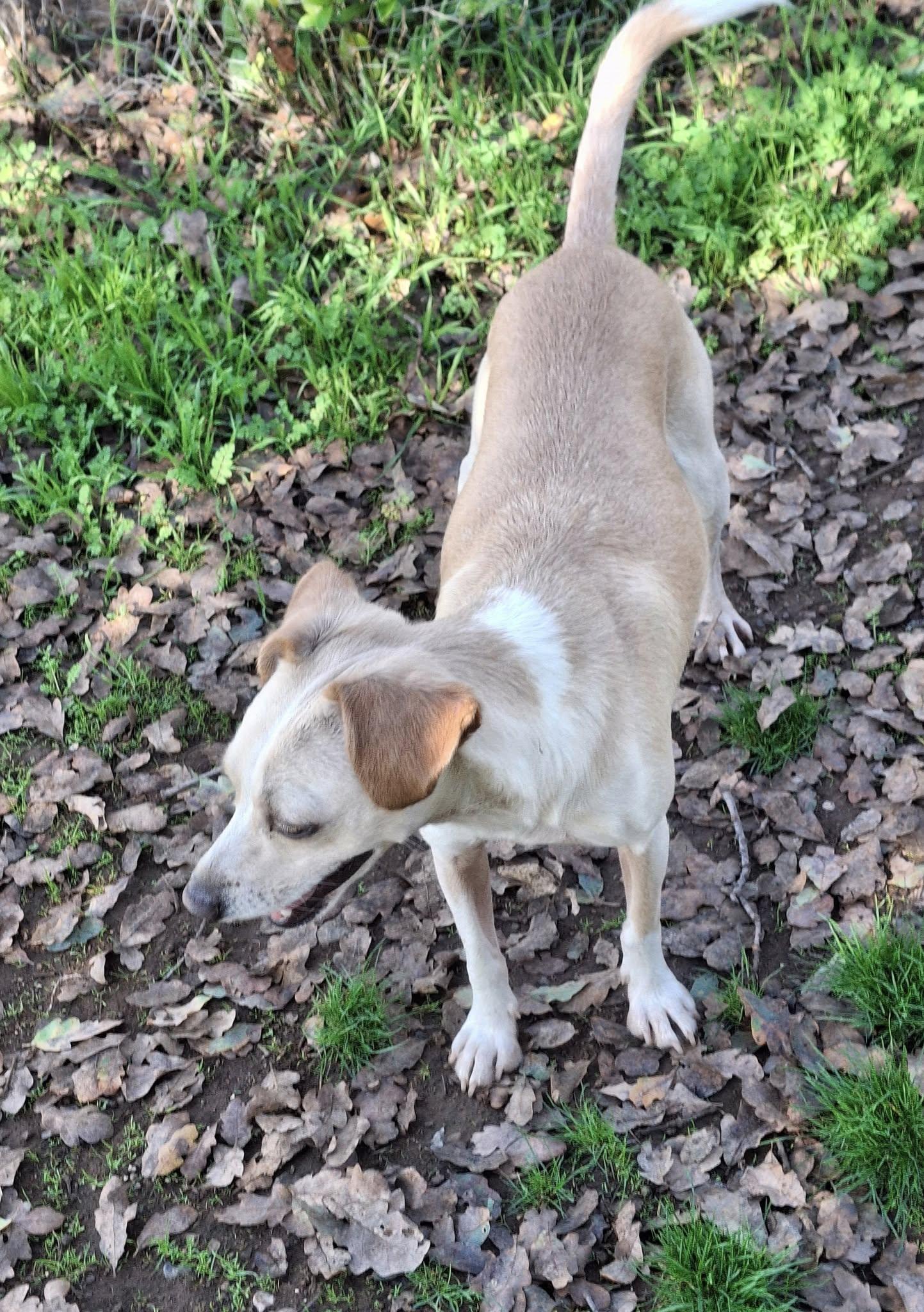 Bailey, an adoptable Jack Russell Terrier, Chihuahua in Cottonwood, CA, 96022 | Photo Image 5