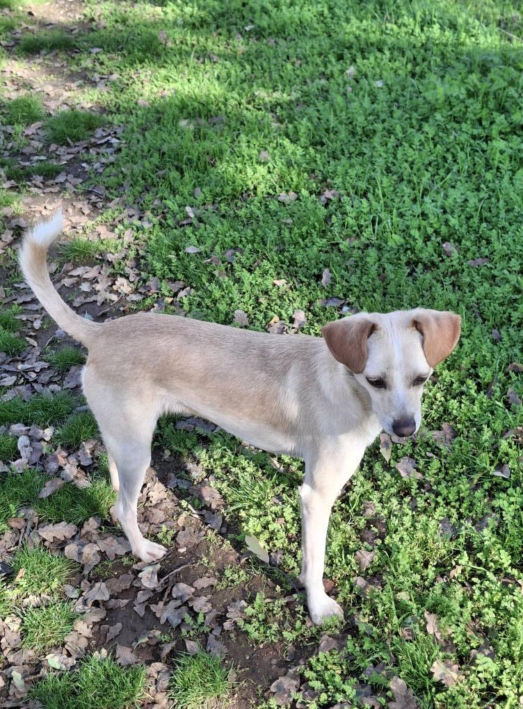 Enlarge Bailey, a Adoptable mixed breed in Cottonwood, CA image 5/6