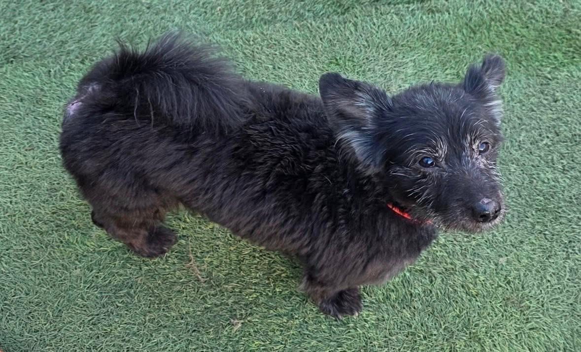 Enlarge Bear, a ADOPTABLE Scottish Terrier in Woodbury, NJ image 1/2