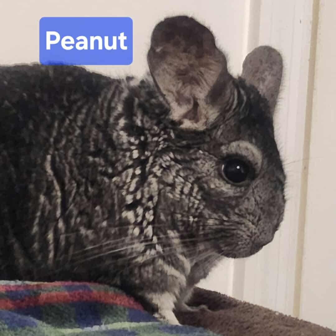 Peanut , ADOPTABLE, Adult Male Chinchilla.