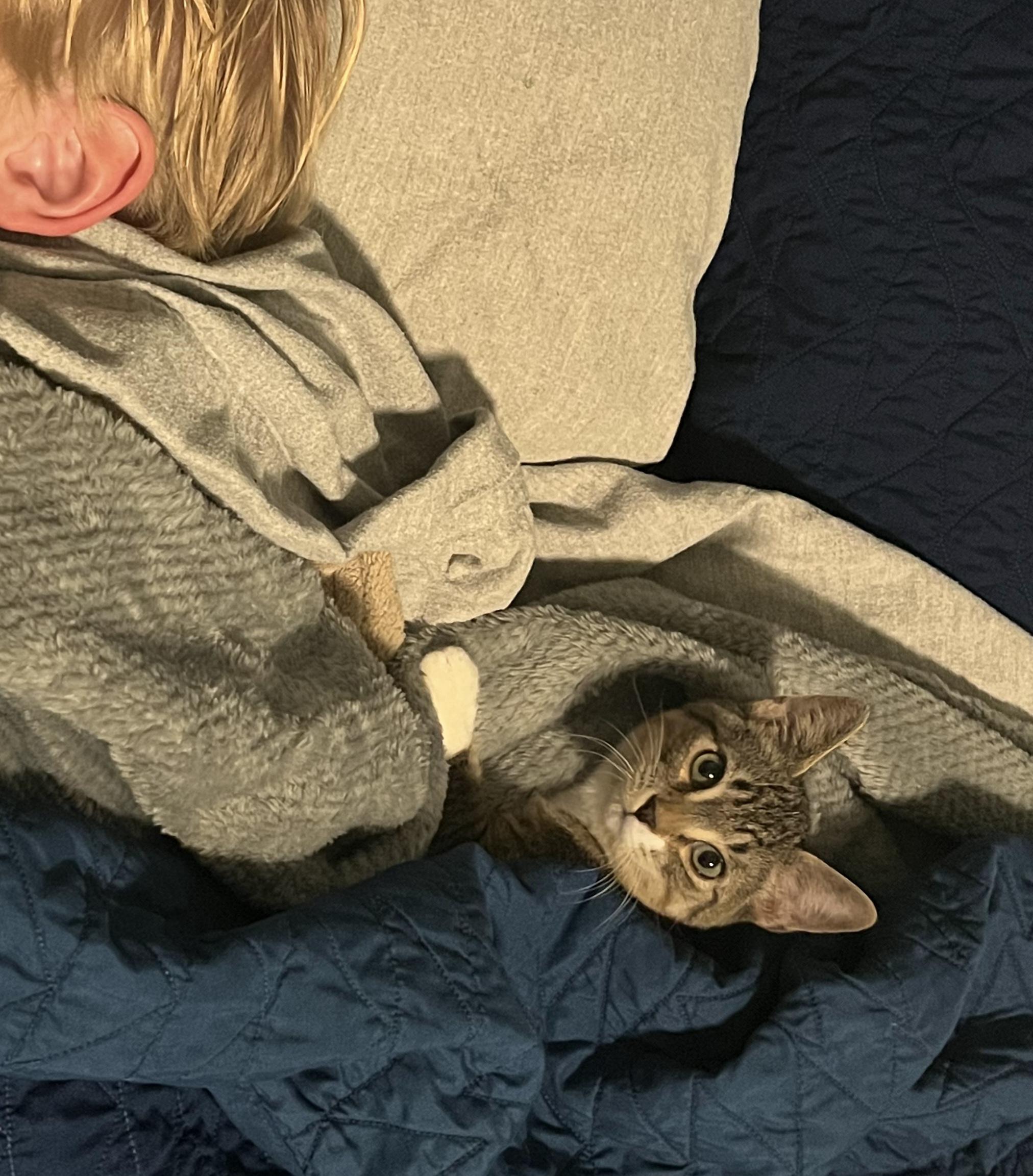 Luigi, ADOPTABLE, Young Male Domestic Short Hair & Tabby.