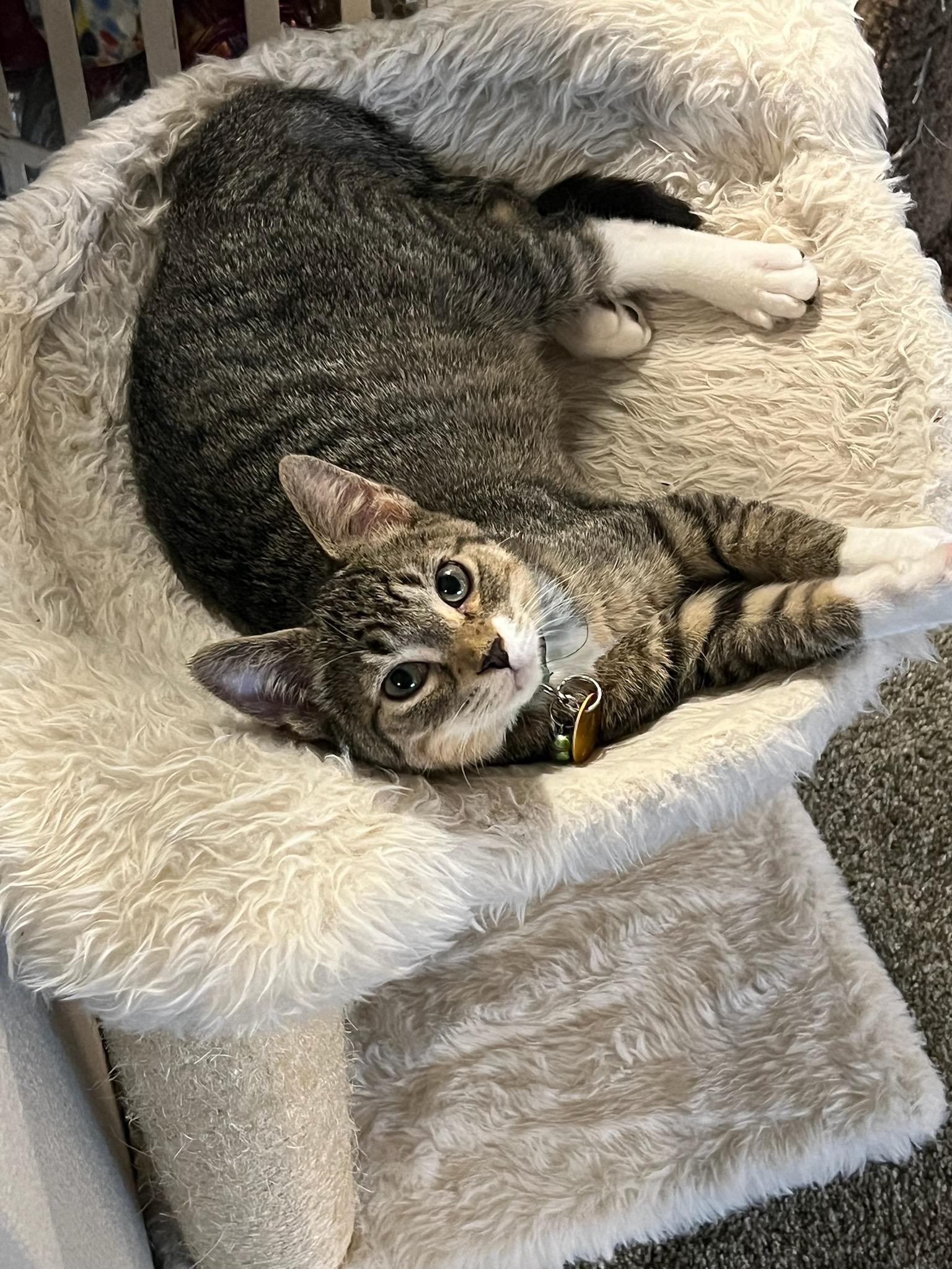 Enlarge Luigi, a ADOPTABLE mixed breed in Pasco, WA image 2/5