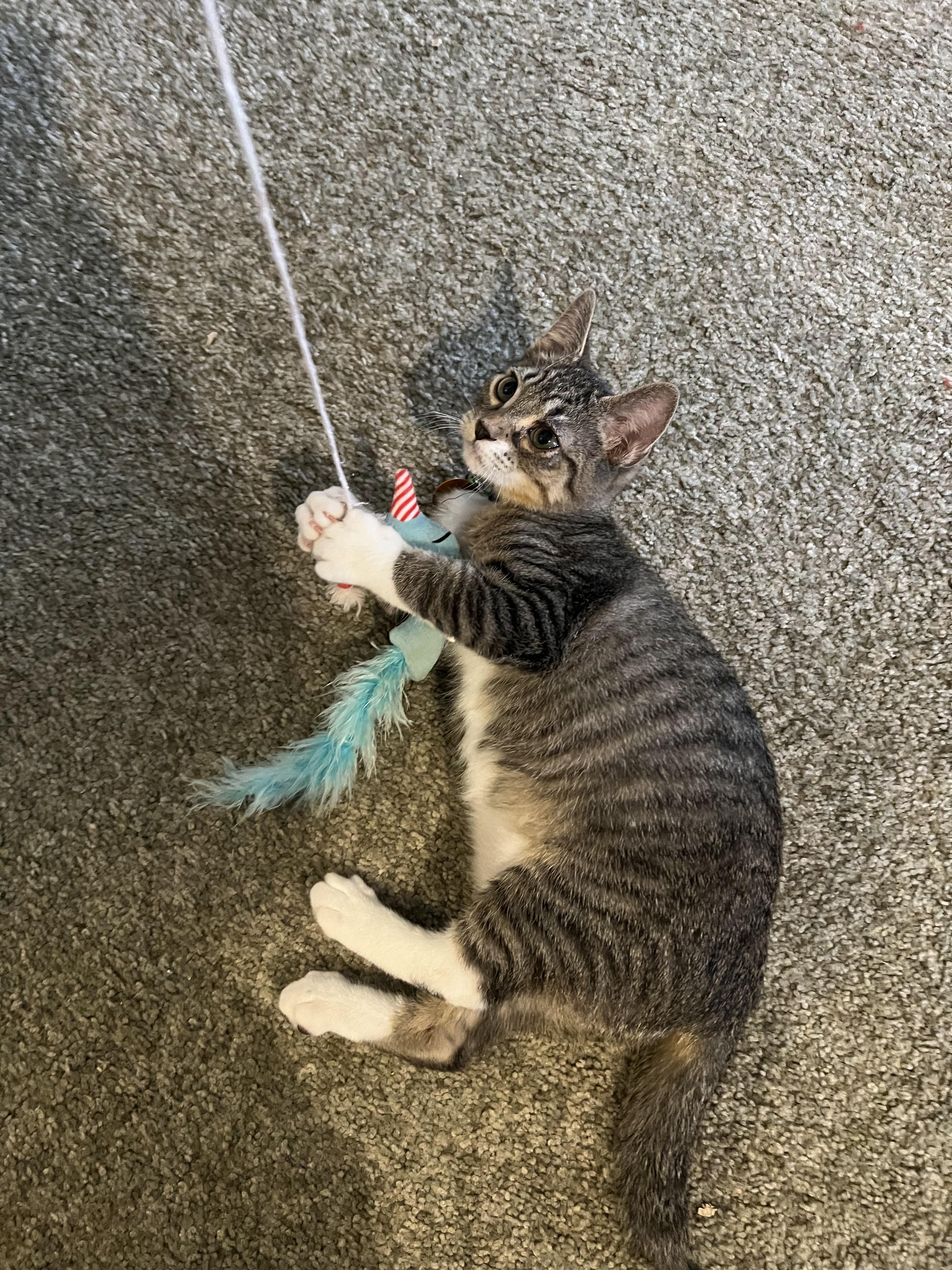 Enlarge Luigi, a ADOPTABLE mixed breed in Pasco, WA image 3/5