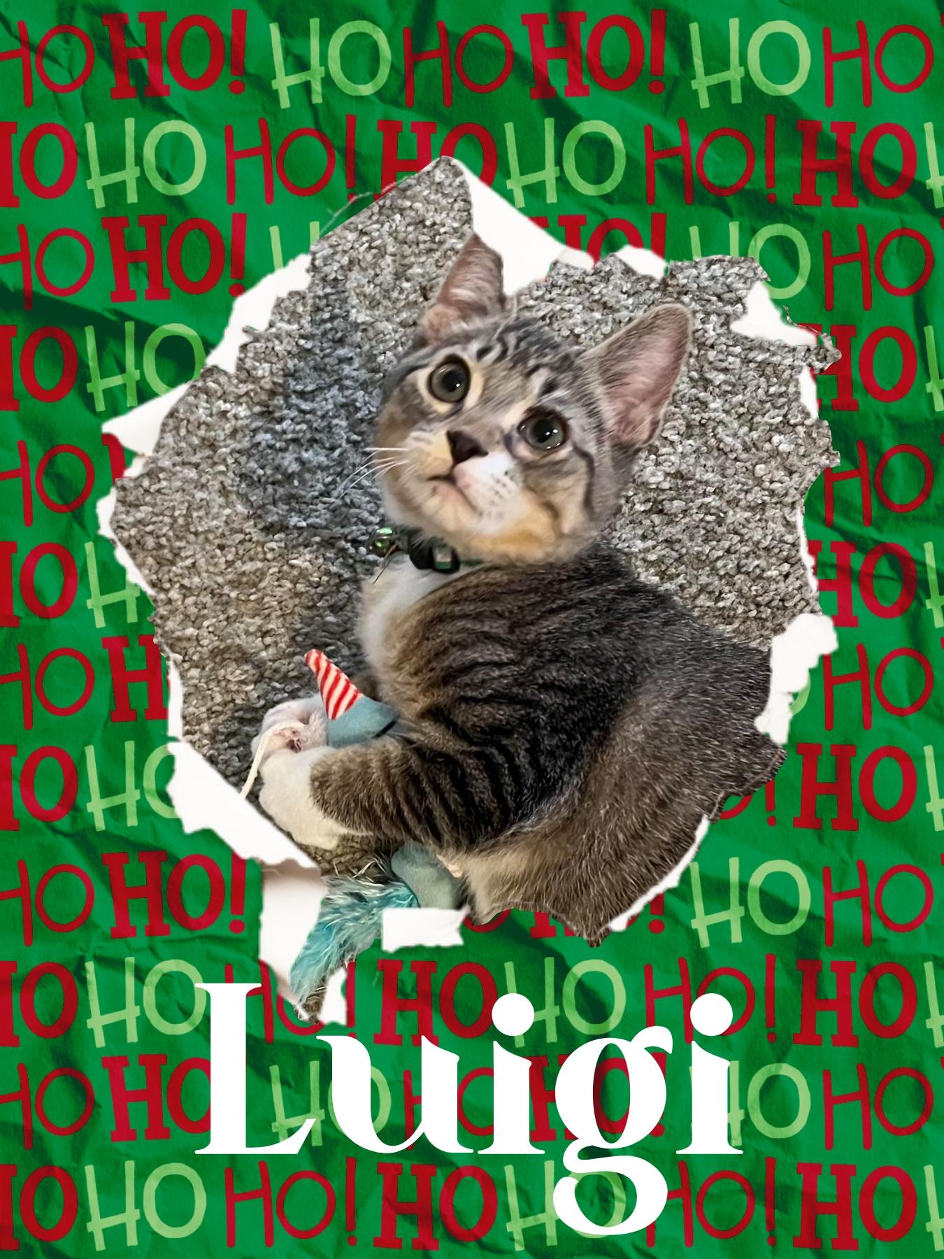 Enlarge Luigi, a ADOPTABLE mixed breed in Pasco, WA image 4/5