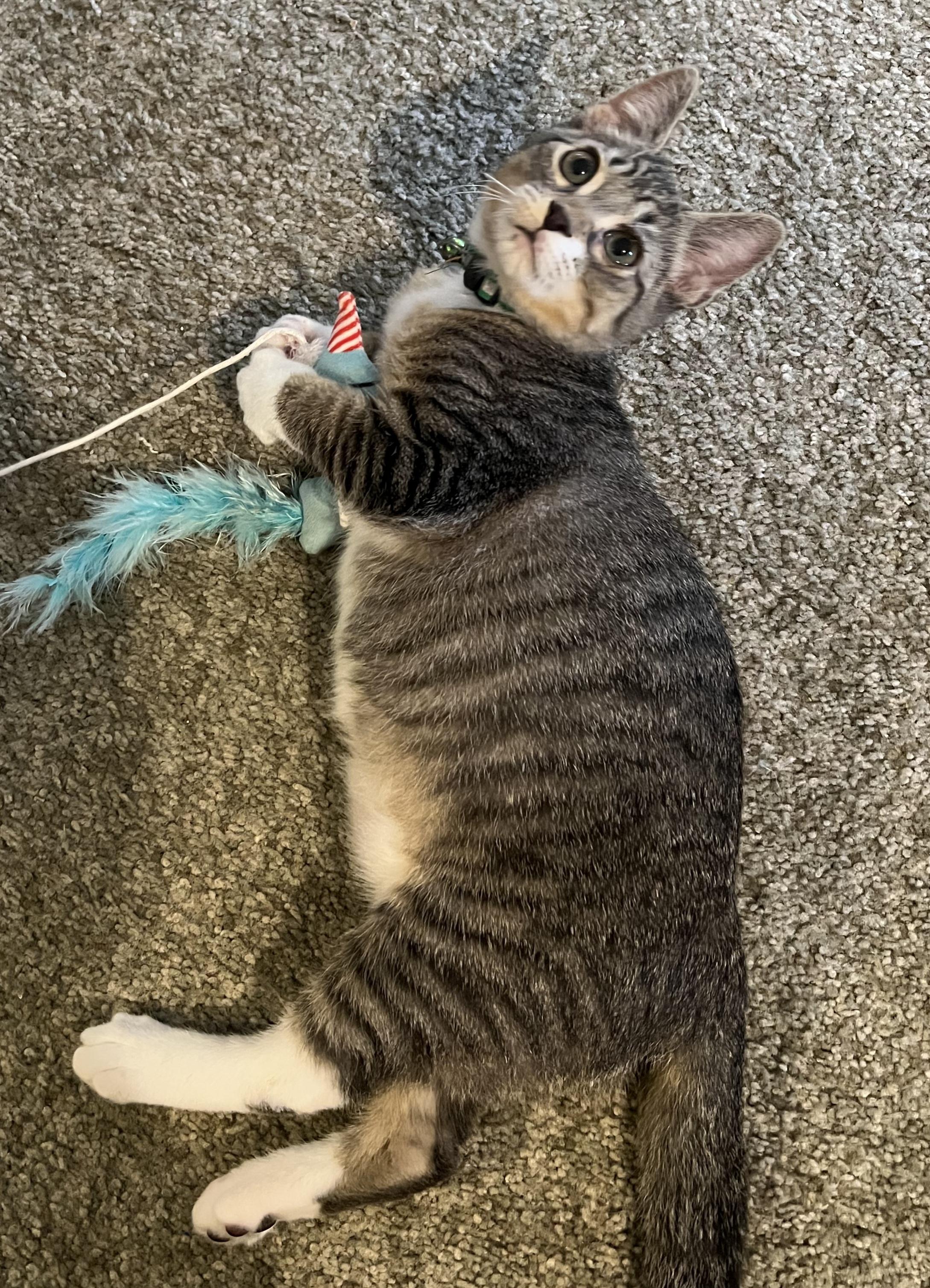 Enlarge Luigi, a ADOPTABLE mixed breed in Pasco, WA image 5/5