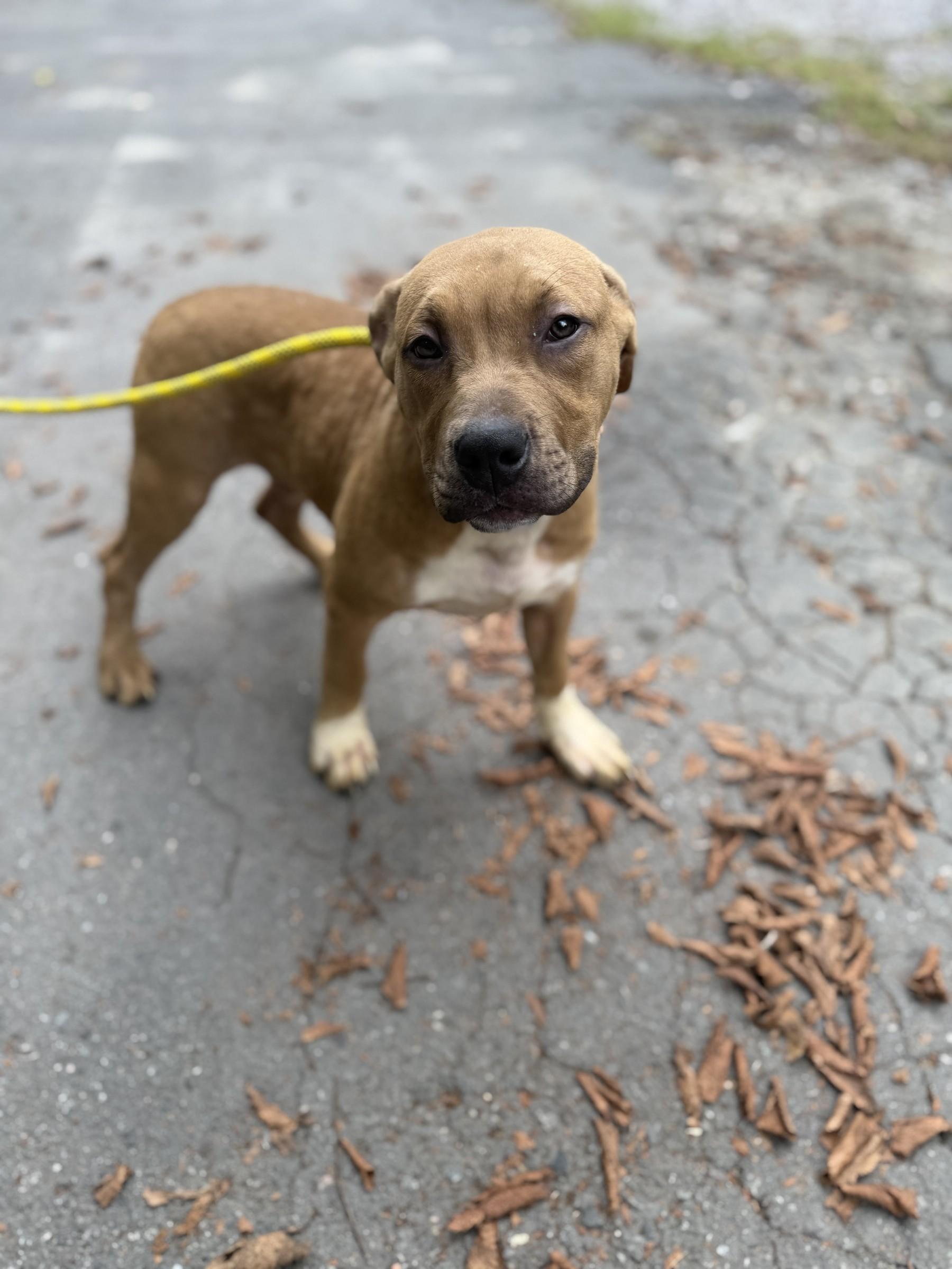 Enlarge Linus, a Adoptable mixed breed in Petersburg, VA image 4/6